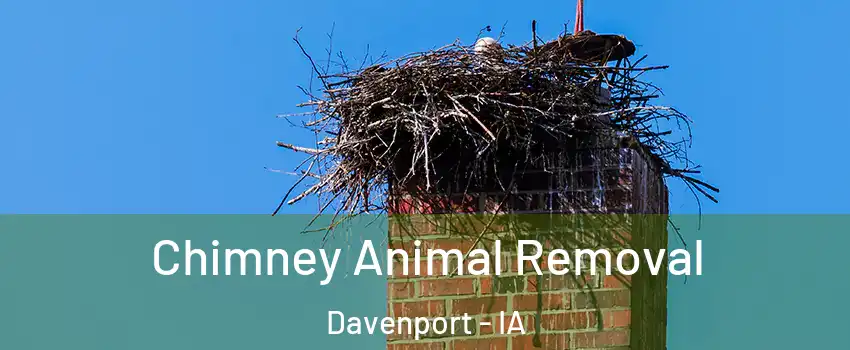  Chimney Animal Removal Davenport - IA