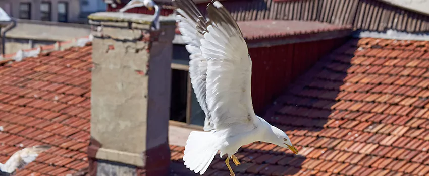 Residential Chimney Animal Removal Solution in Davenport, IA
